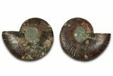 Cut & Polished, Agatized Ammonite Fossil - Madagascar #318106-1